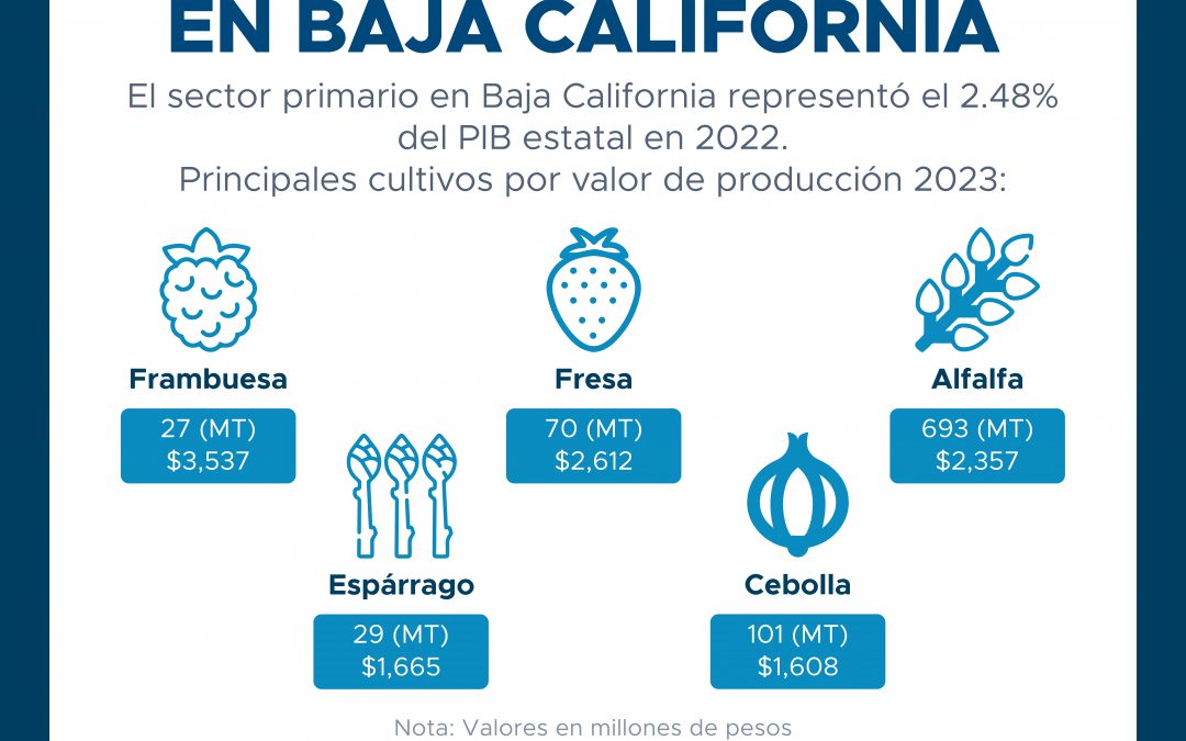 Producción agrícola de BC aumentó 4.76% en 2023: CEMDI